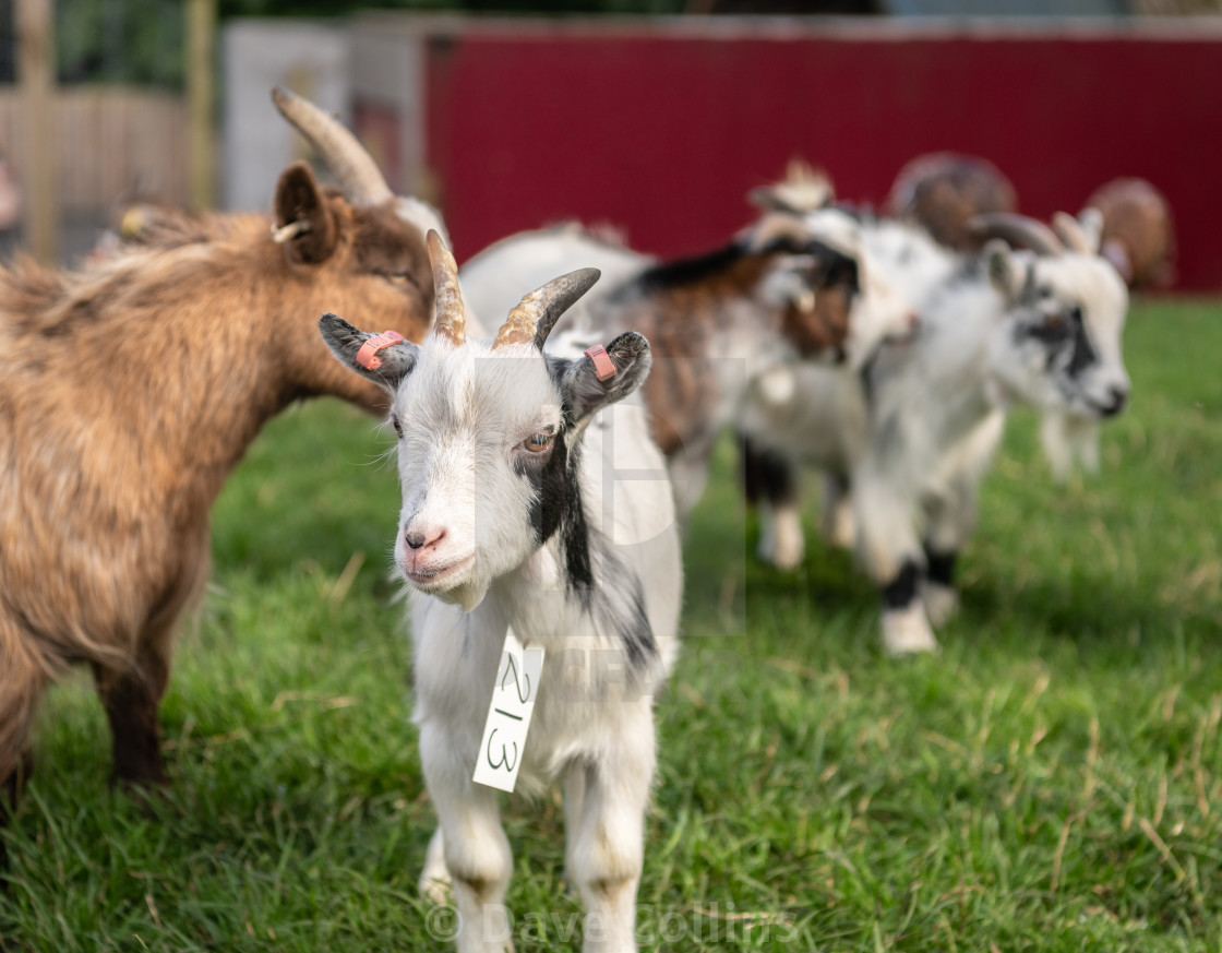 "Pygmy goat Portrait" stock image