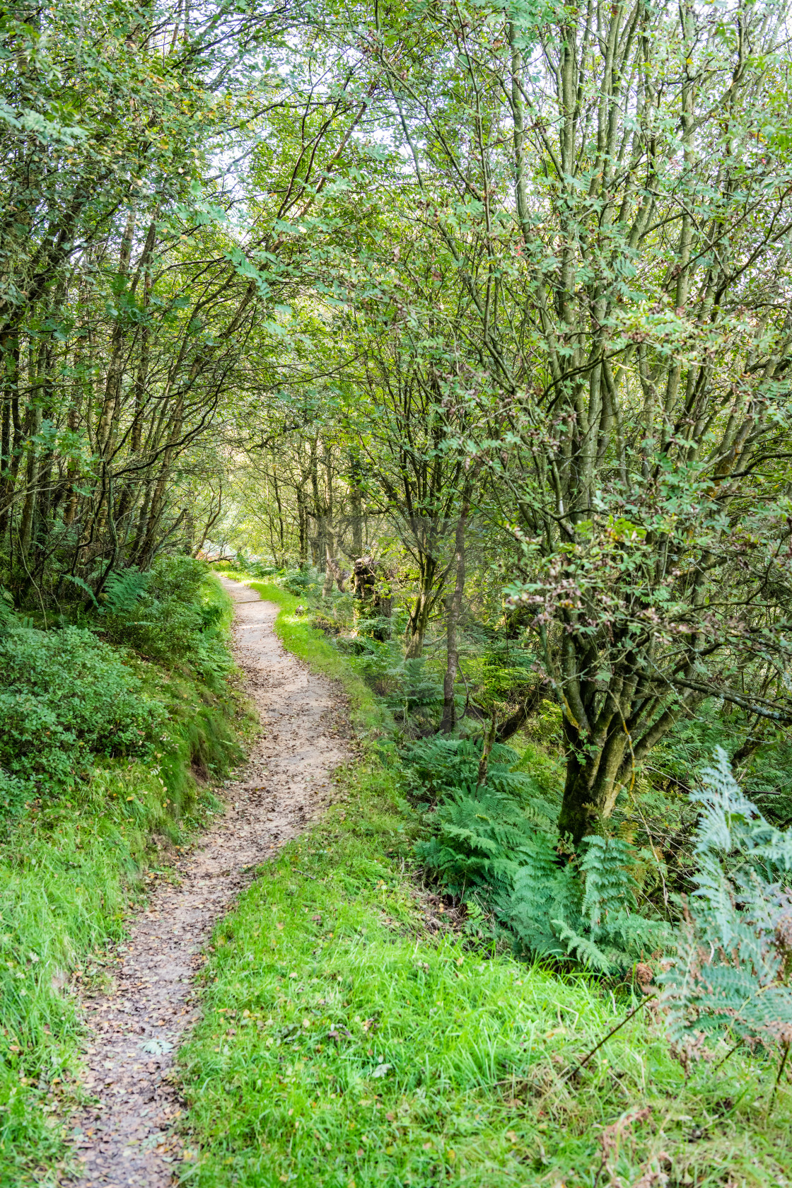 "Woodland Footpath, RSPB Loch Leven, Scotland" stock image