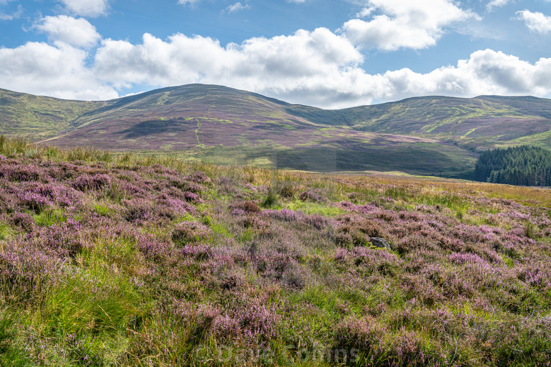 "Purple Heather, Glen Clova, Angus, Scotland" stock image