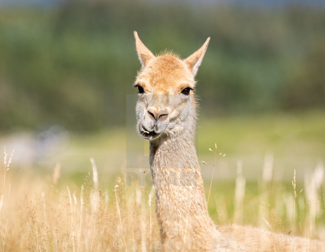 "vicuna, Highland Wildlife Park, Scotland" stock image