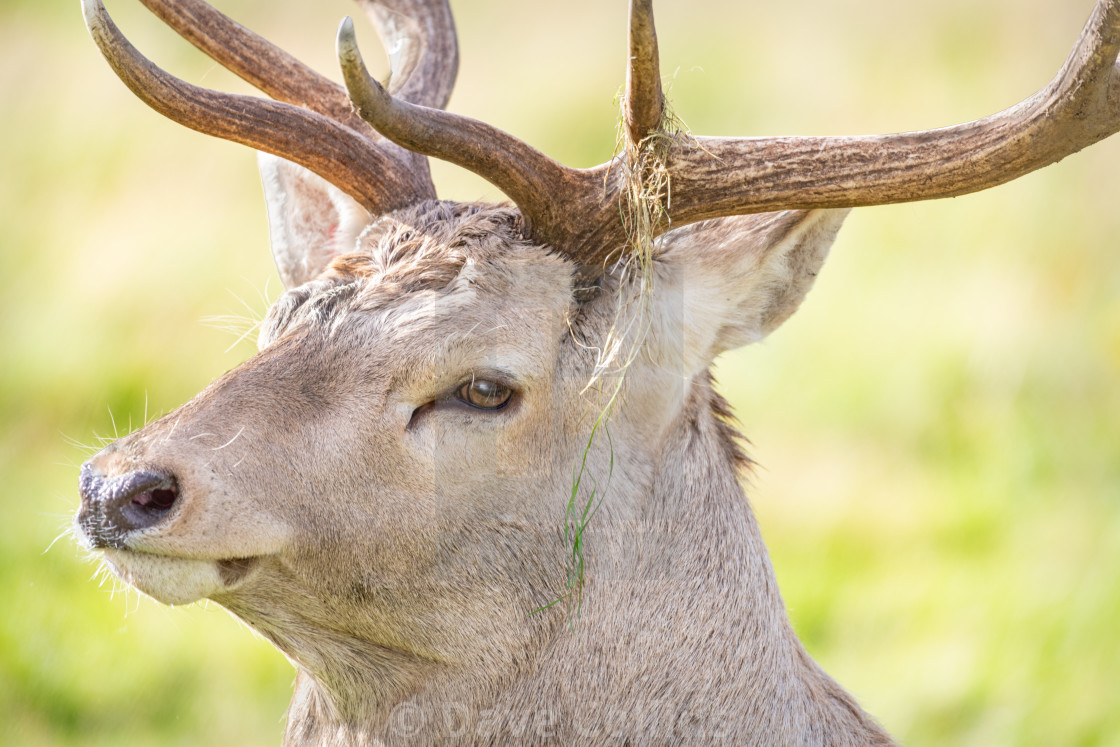 "Bukhara deer, Highland Wildlife Park, Scotland" stock image