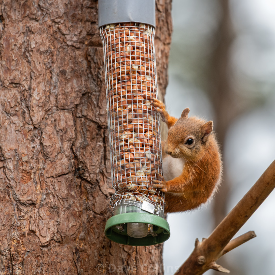 "Red Squirrel on a peanut bird feeder" stock image