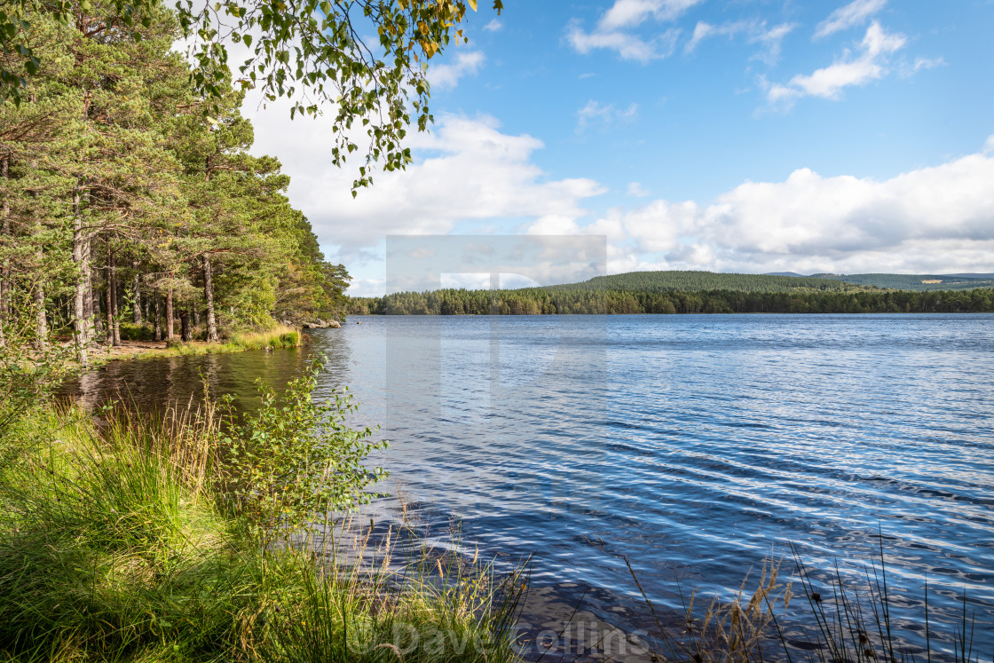 "Loch Garten, Highlands Scotland" stock image