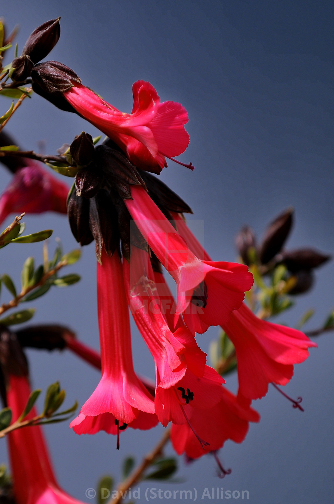 Cantuta License Download Or Print For 37 20 Photos Picfair