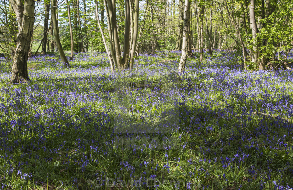 "Burton Mere Bluebell Wood" by David Chennell - £12.40 "Burton Mere Bluebell Wood" stock image