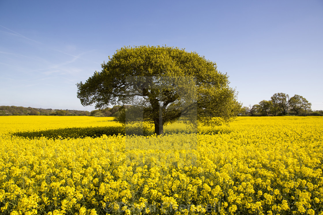 "Landican Rapeseed Beauty" by David Chennell - £12.40 "Landican Rapeseed Beauty" stock image
