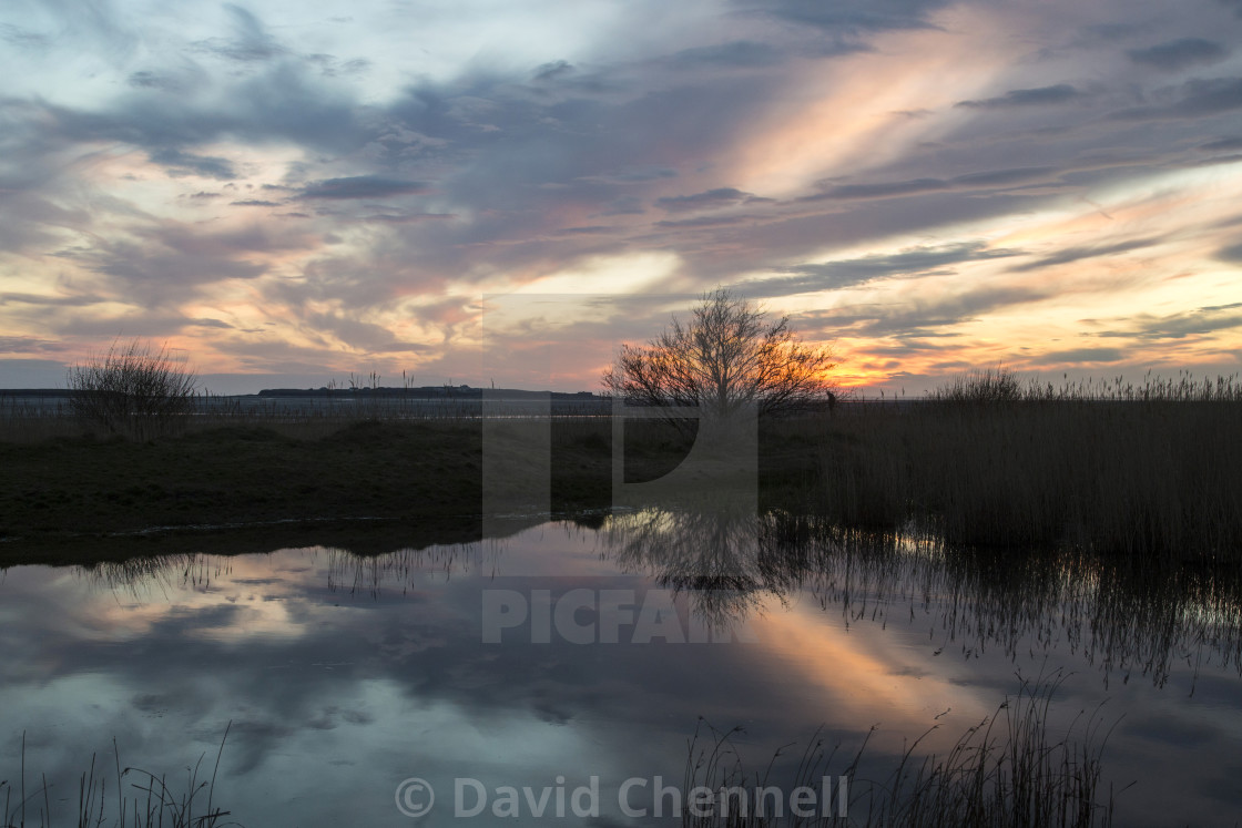 "Natterjack Pond Reflection" by David Chennell - £12.40 "Natterjack Pond Reflection" stock image