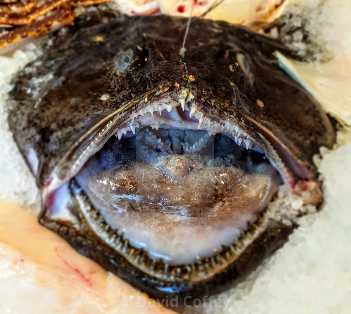 Scary Fish License Download Or Print For 12 40 Photos Picfair See more ideas about scary fish, fish, sea creatures. https www picfair com pics 08890627 scary fish