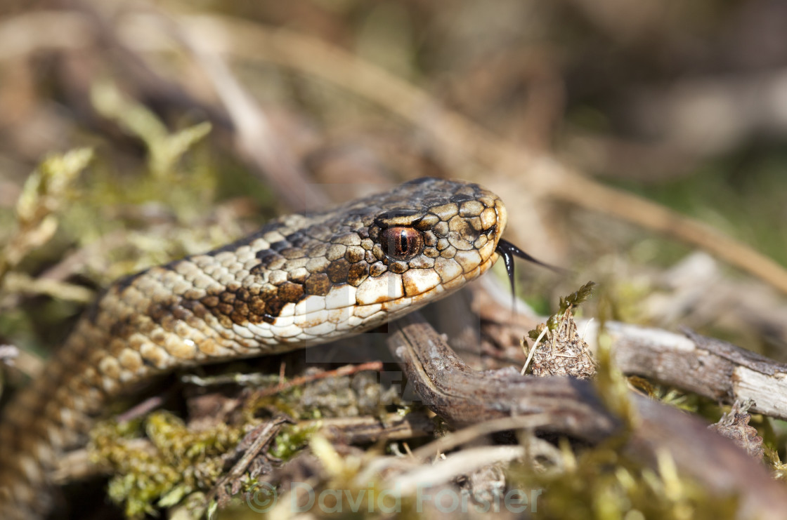 "Adder Vipera berus Sensing with Tongue, North Pennines, County Durham, UK" stock image