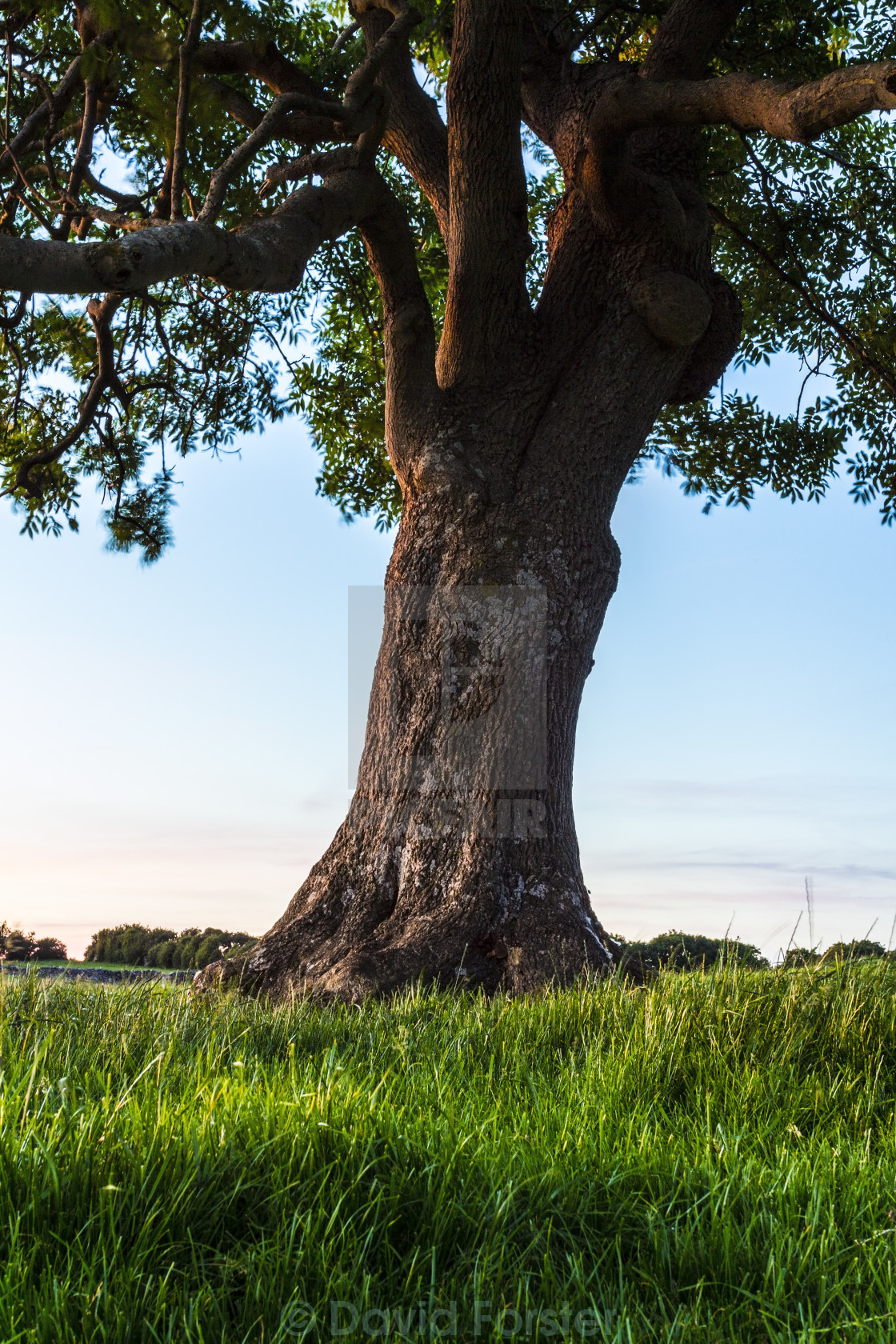 "Ancient Ash Tree Fraxinus excelsior" stock image