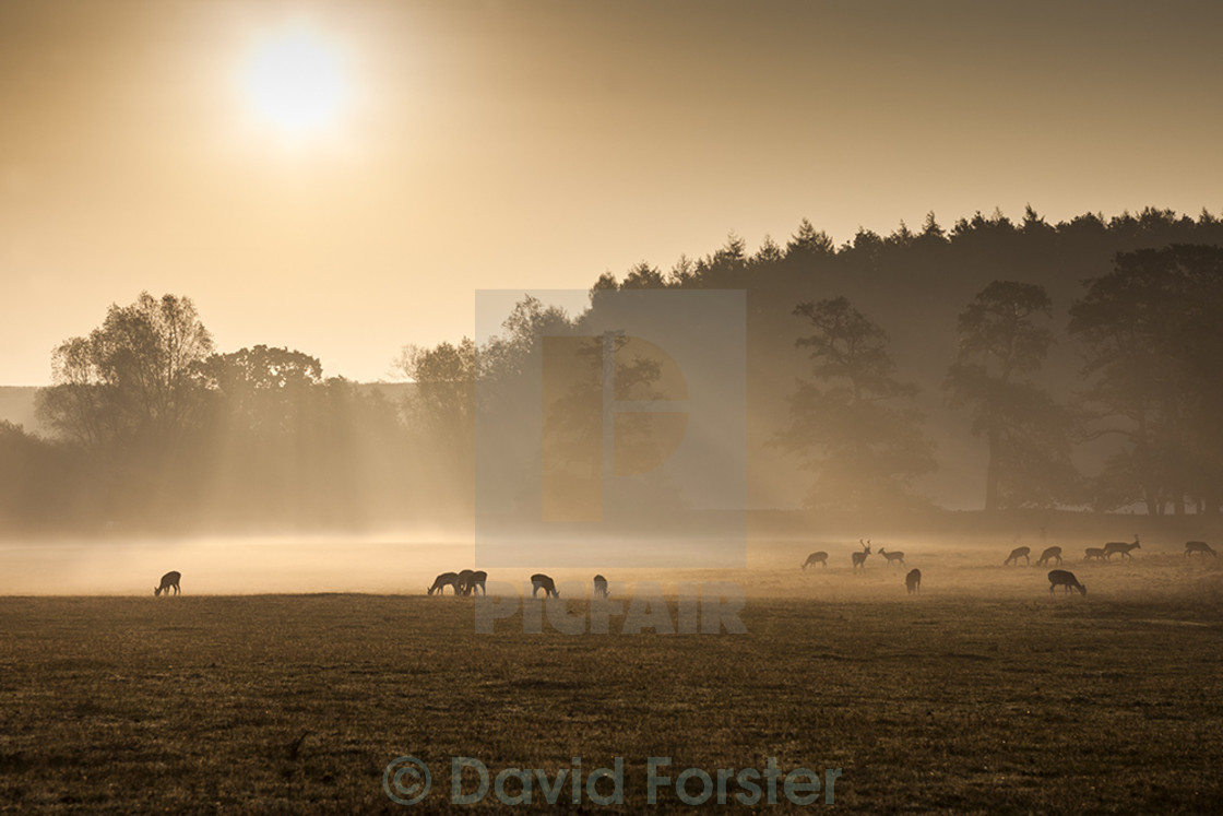 "Early Morning Mist and Feeding Deer England UK" stock image