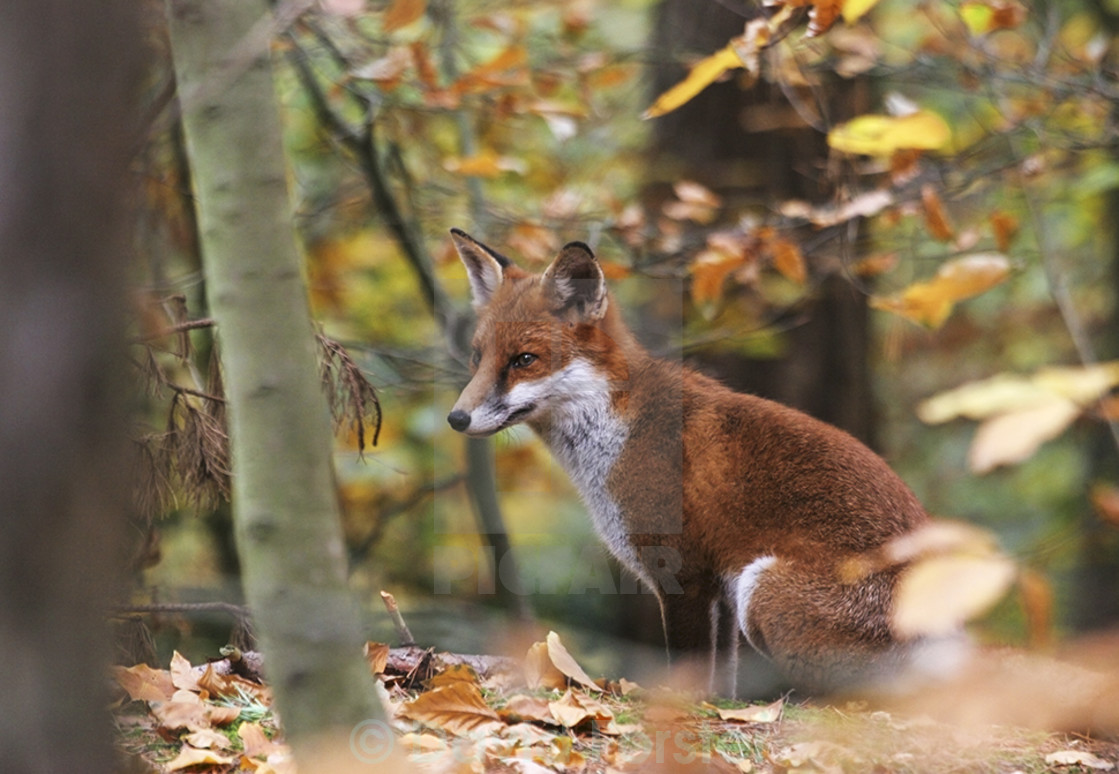 "Red Fox (Vulpes vulpes)" stock image