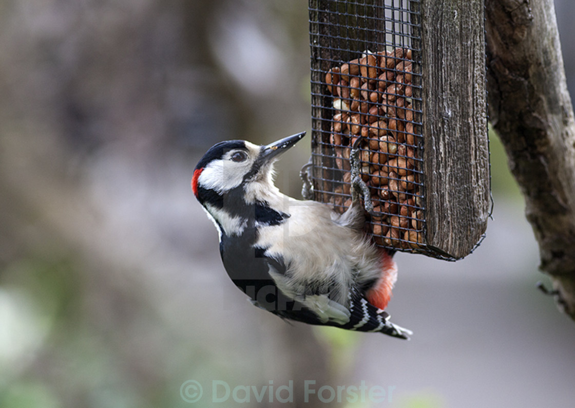 "Great Spotted Woodpecker Dendrocopos Major Feeding on Peanuts UK" stock image