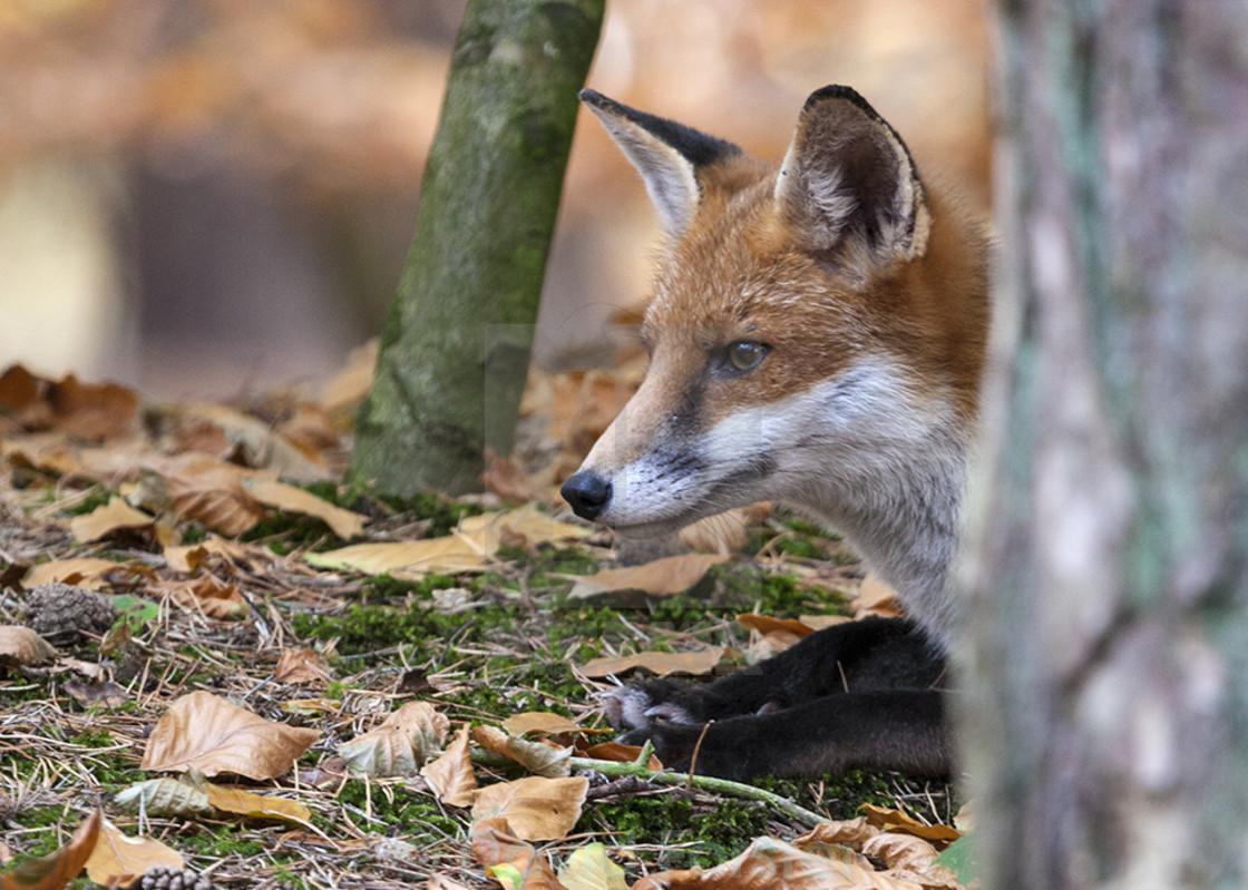 "Red Fox (Vulpes vulpes) in Autumnal Woodland England UK" stock image