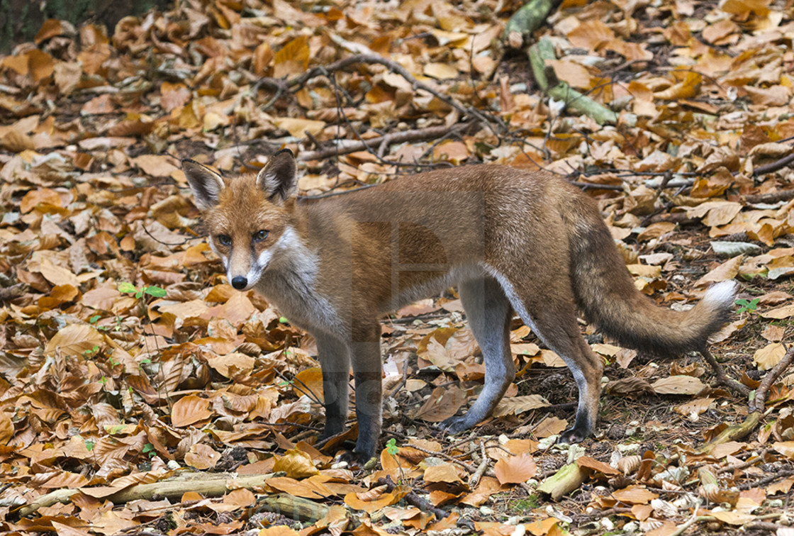 "Red Fox (Vulpes vulpes) in Autumnal Woodland England UK" stock image