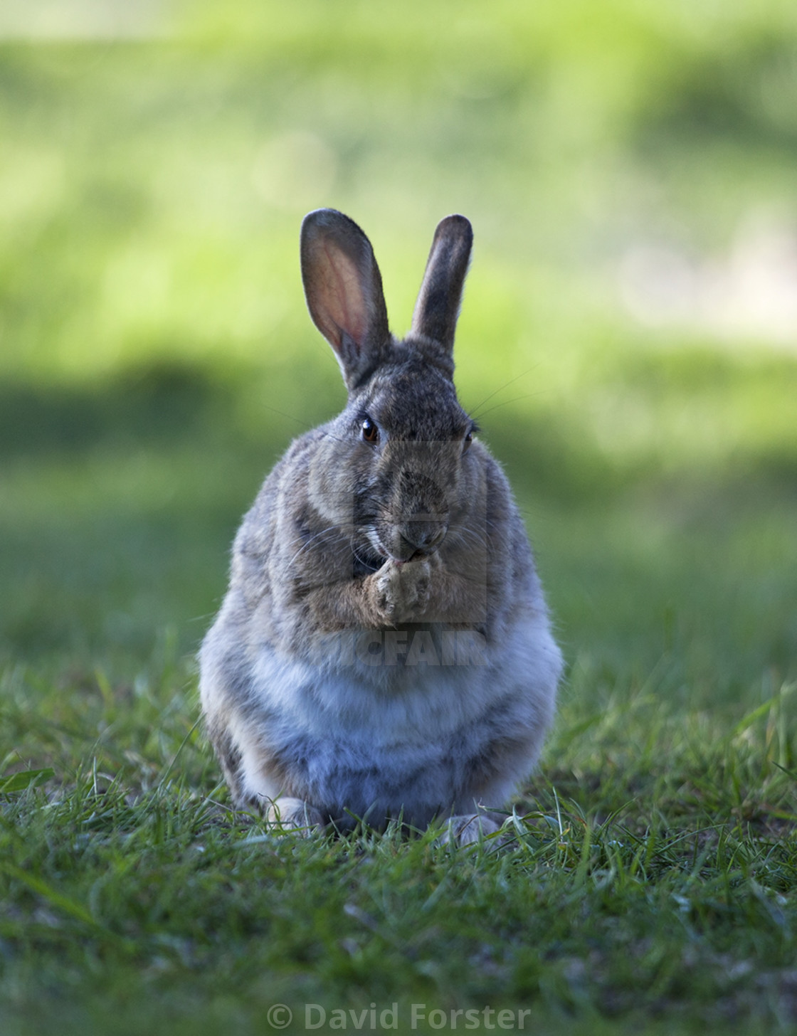 "European Rabbit (Oryctolagus cuniculus), UK" stock image