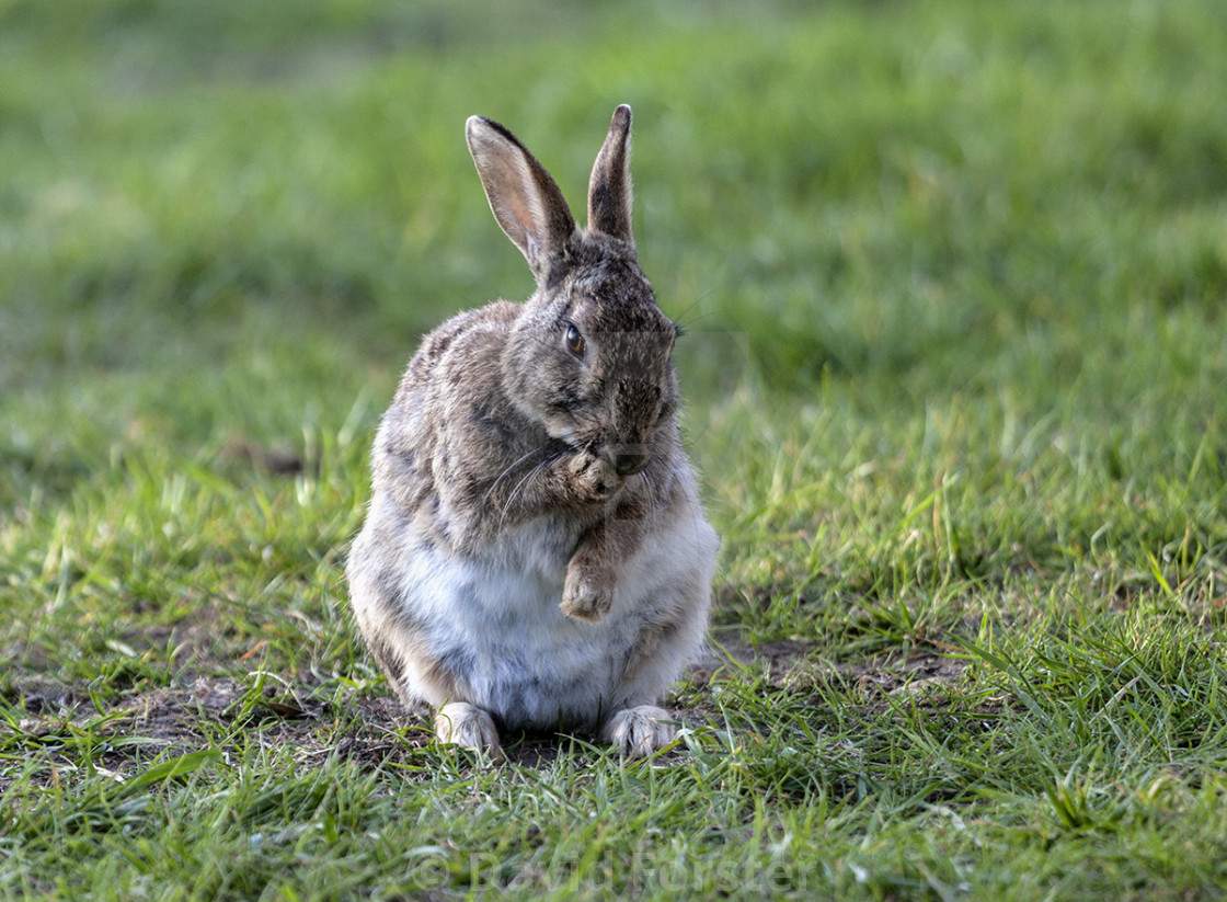 "European Rabbit (Oryctolagus cuniculus), UK" stock image