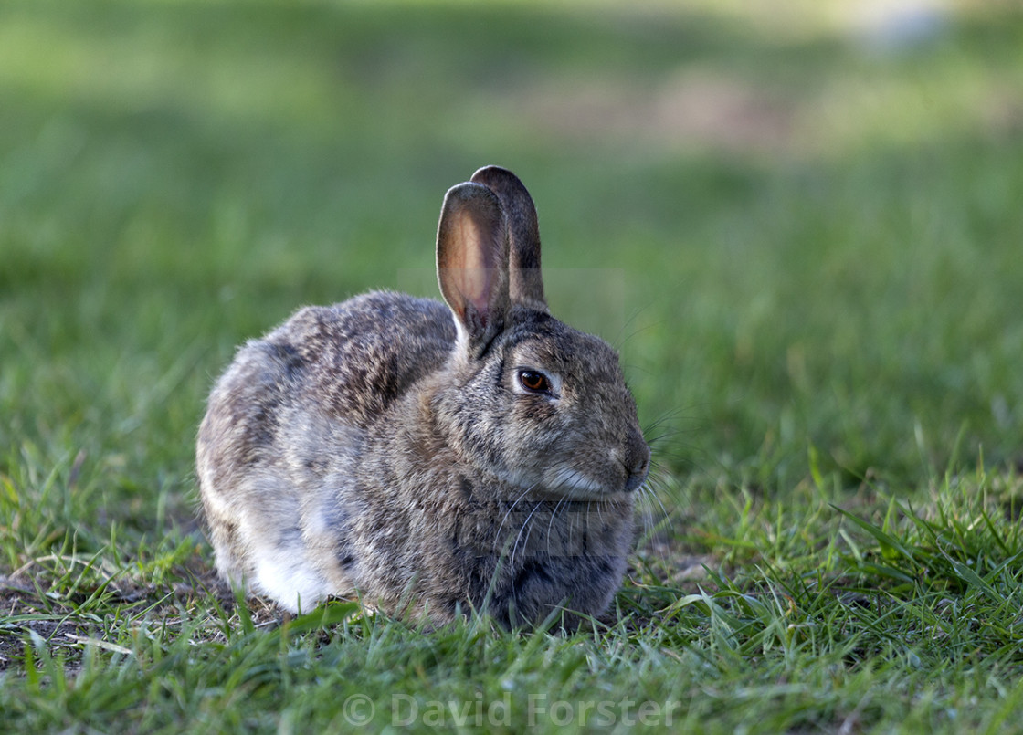 "European Rabbit (Oryctolagus cuniculus), UK" stock image