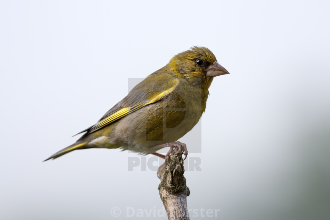 "Greenfinch (Carduelis chloris), UK" stock image