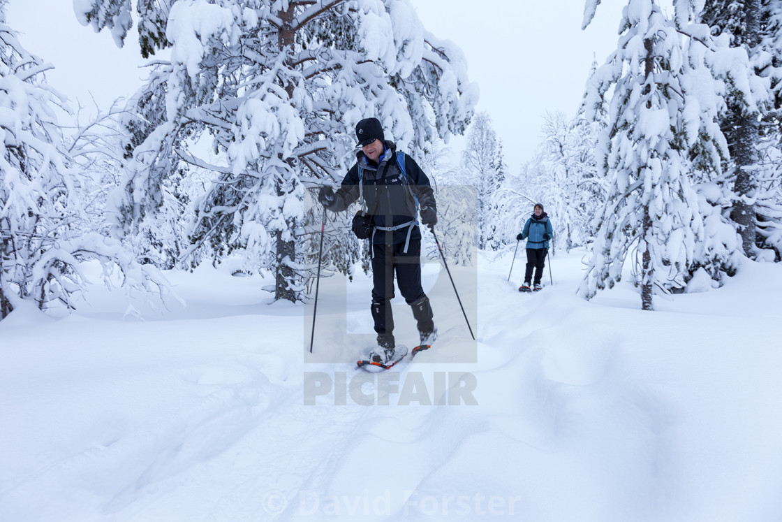 "Hikers Snowshoeing in the Pallas-Yllästunturi National Park Nea" stock image