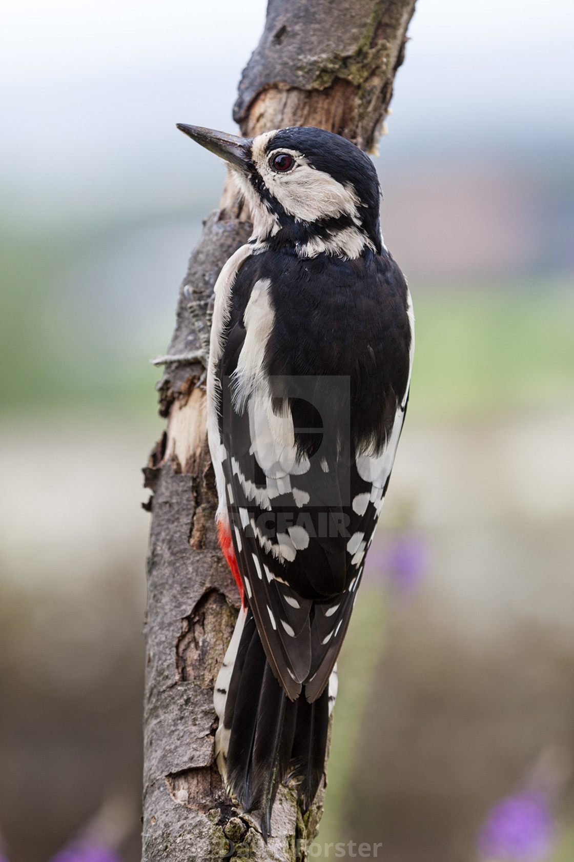 "Female Great Spotted Woodpecker Dendrocopos major" stock image