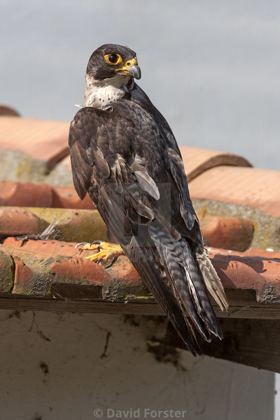 "Peregrine Falcon (Falco peregrinus)" stock image