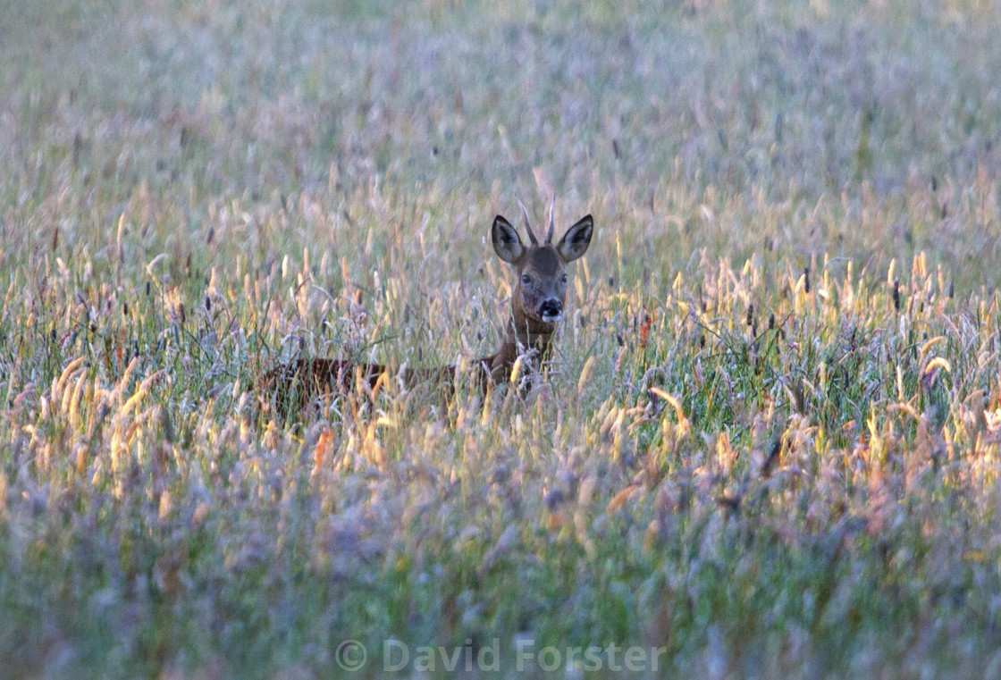 "European Roe Deer Capreolus Capreolus in Late Eveing Light." stock image