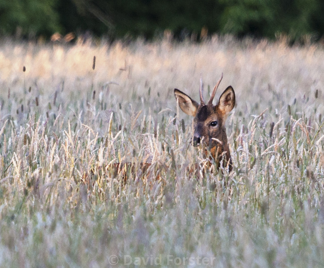 "European Roe Deer Capreolus Capreolus in Late Eveing Light, Tees" stock image