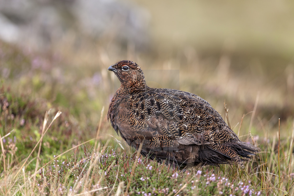 "Red Grouse (Lagopus Lagopus) Yorkshire Dales, England, UK" stock image