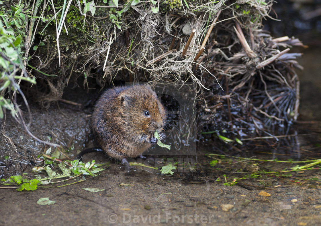 "Water Vole Arvicola amphibius Teesdale North Pennines" stock image