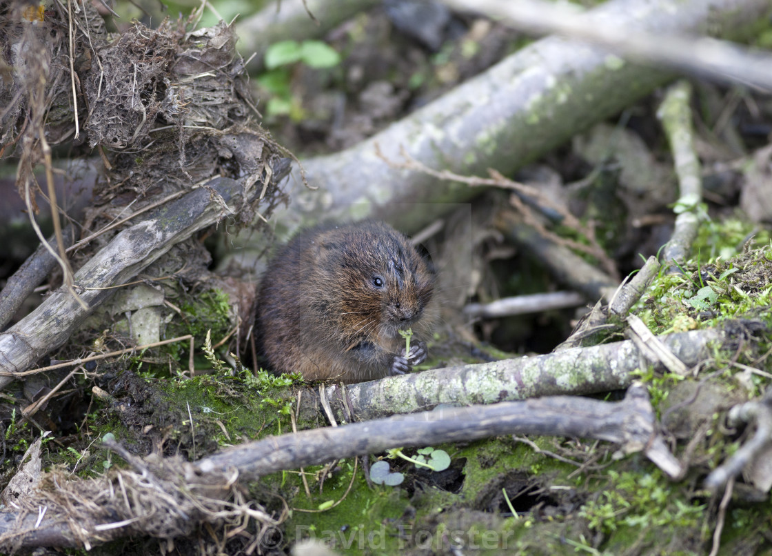 "Water Vole Arvicola amphibius Teesdale North Pennines" stock image