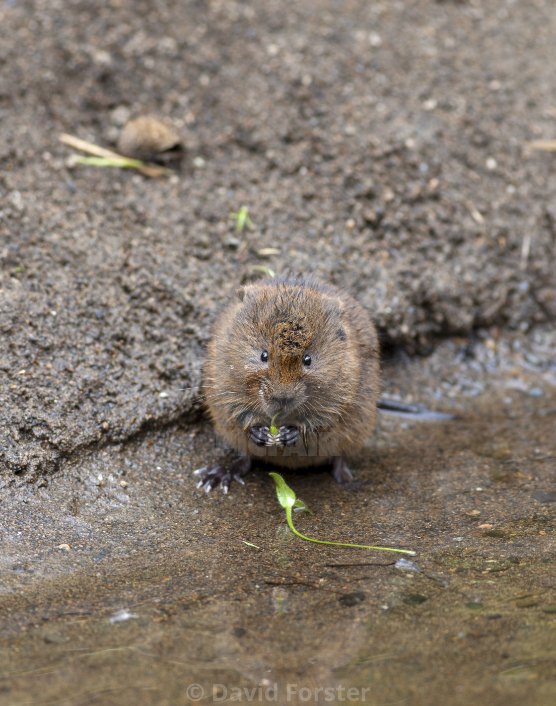 "Water Vole Arvicola amphibius Teesdale North Pennines" stock image