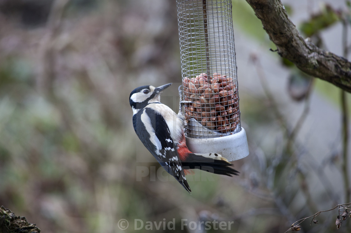 "Great Spotted Woodpecker Dendrocopus Major on Garden Feeder, UK" stock image