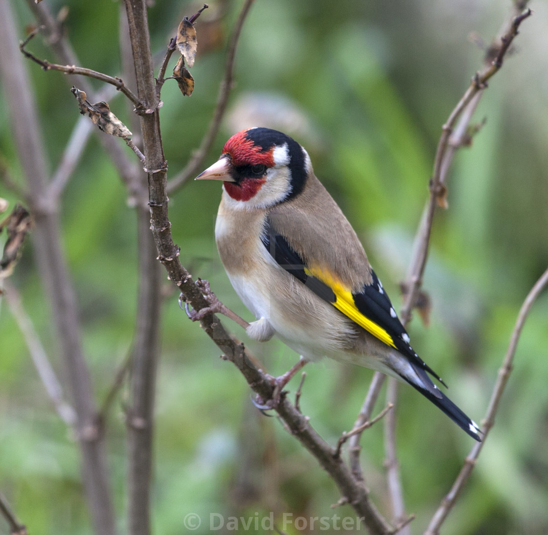 "Goldfinch (Carduelis carduelis)" stock image