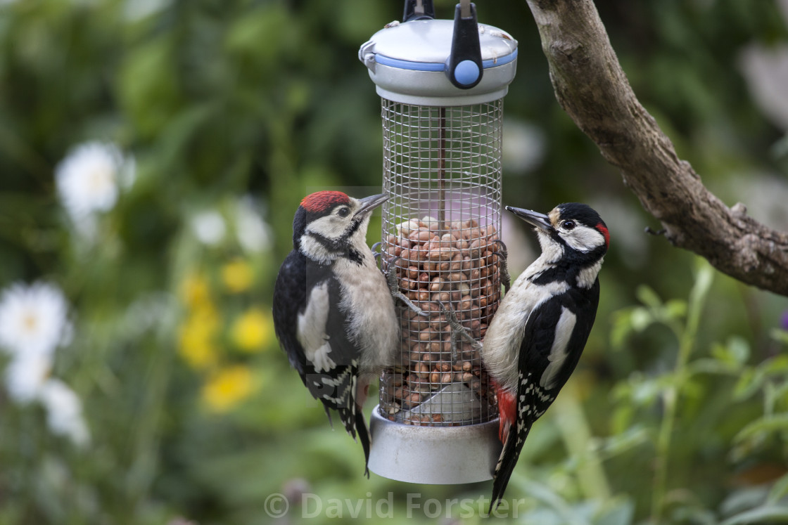 "Male Great Spotted Woodpecker (Dendrocopus major) with its Young" stock image