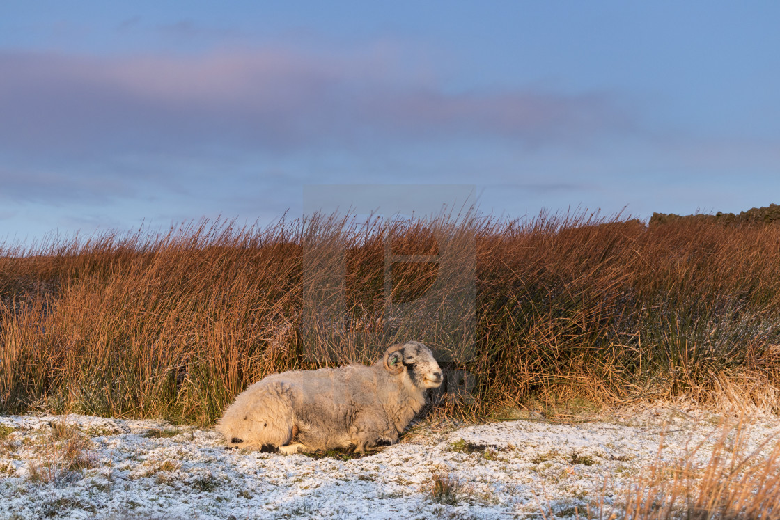 "Swaledale Sheep Sheltering from the Weather as the First Rays of" stock image