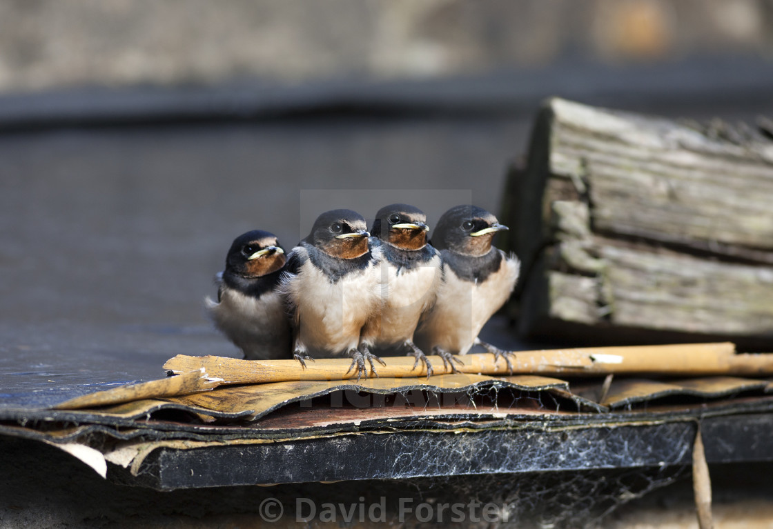 "Cute Swallow Fledglings, UK" stock image