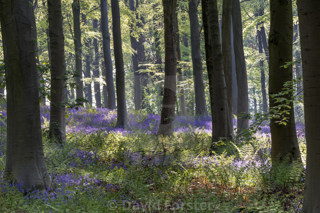 "Bluebell Woodland, UK" stock image