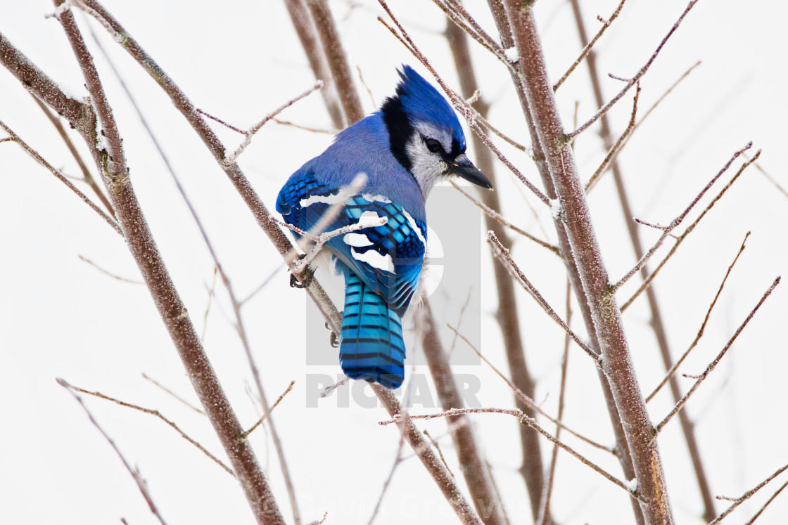 "Blue Jay in the Snow" stock image