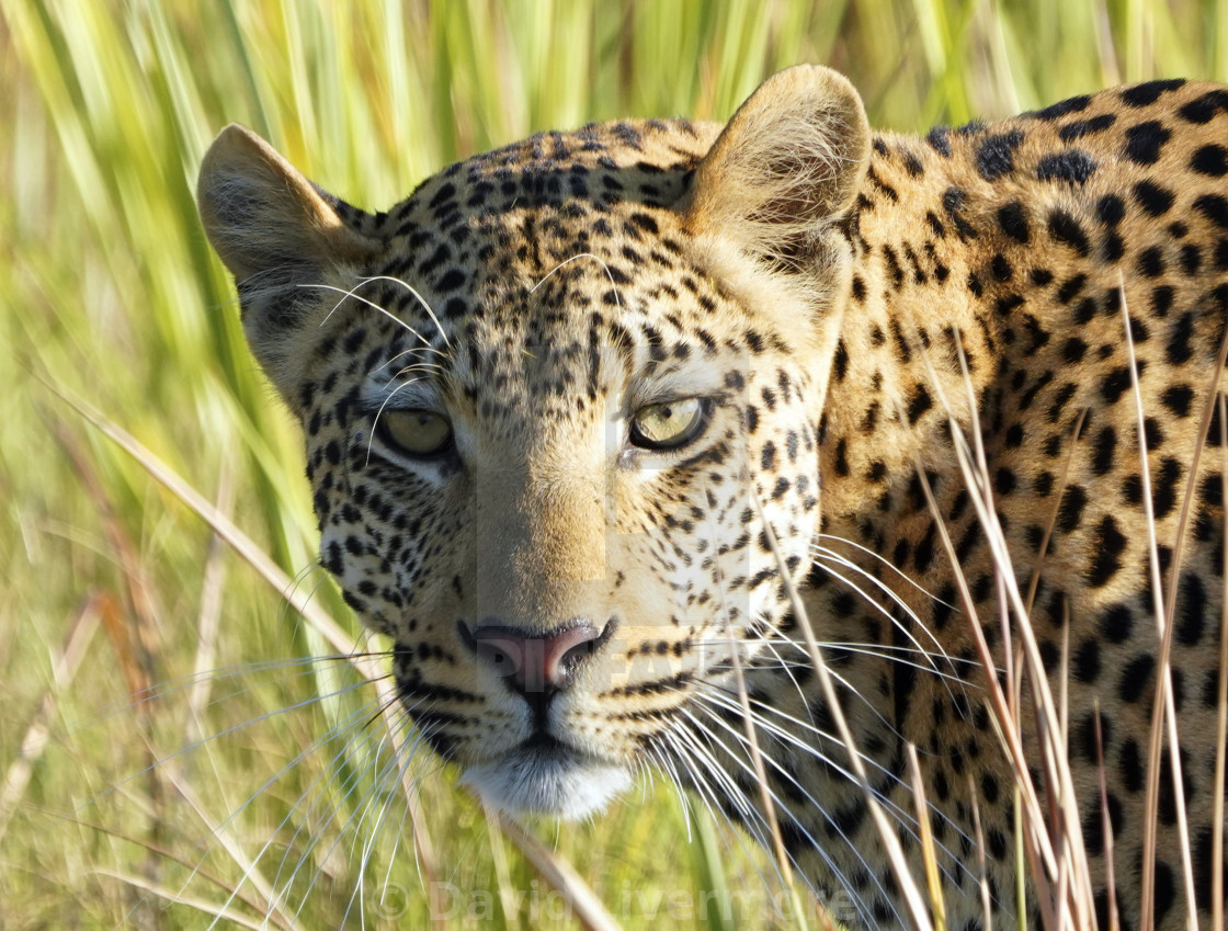 "Young Male Leopard close up" stock image