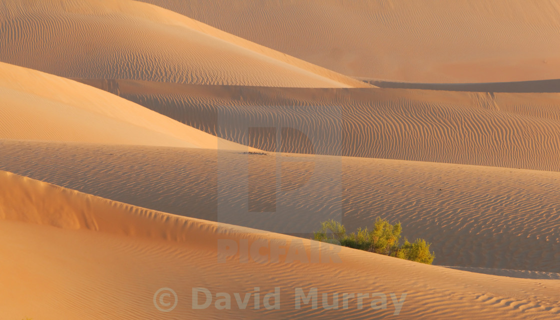 "Early Morning Desert Texture" stock image