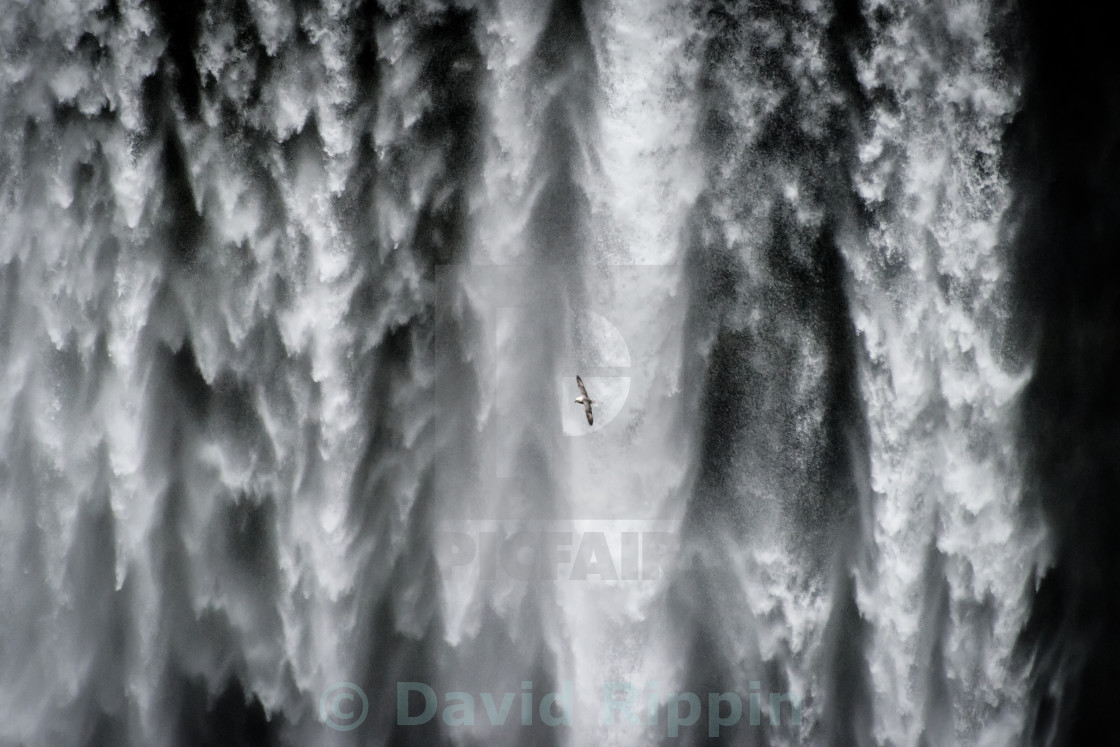 "Gull and Waterfall" stock image