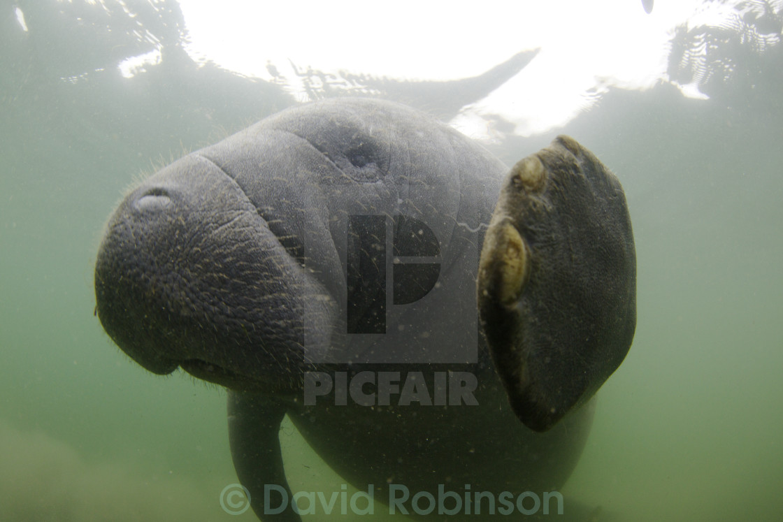 "Manatee Shaking Hands, Crystal River" stock image