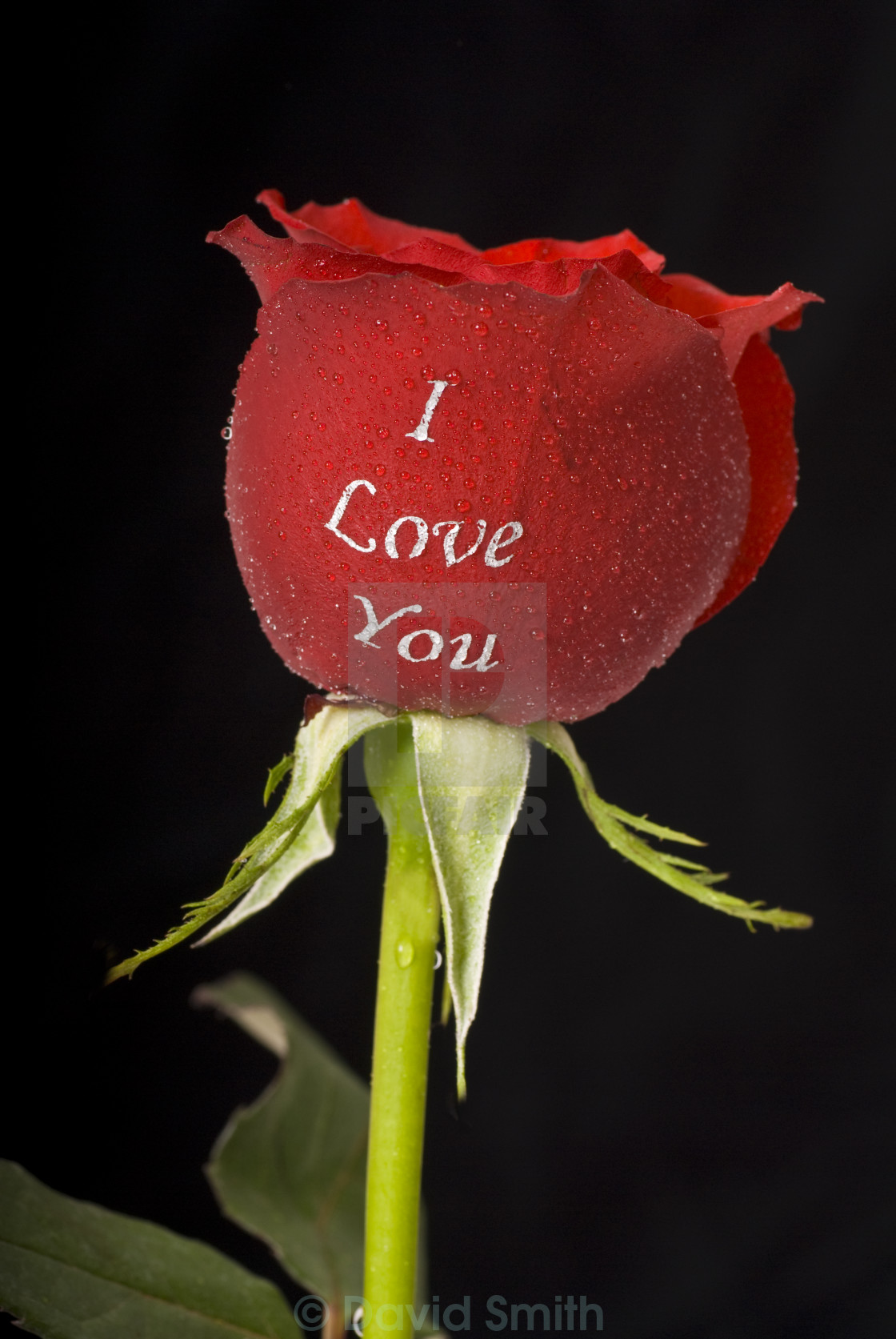 Single rose saying I Love You - License, download or print for ...