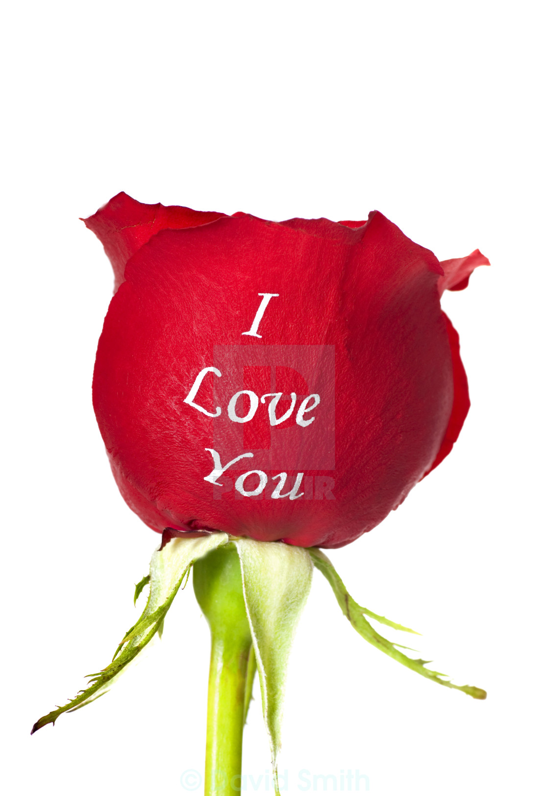 Red rose with I Love You printed on it - License, download or ...