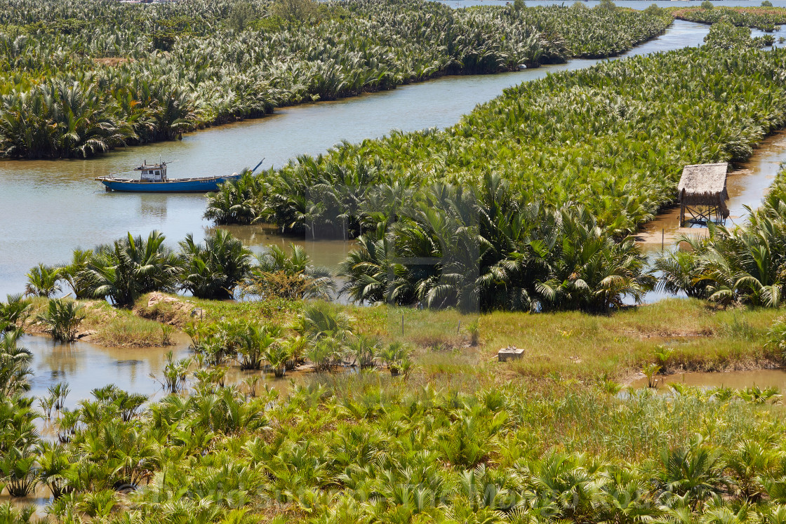 "Nipa palms, or water coconut, at the estuary of the Thu Bon River near Hoi..." stock image