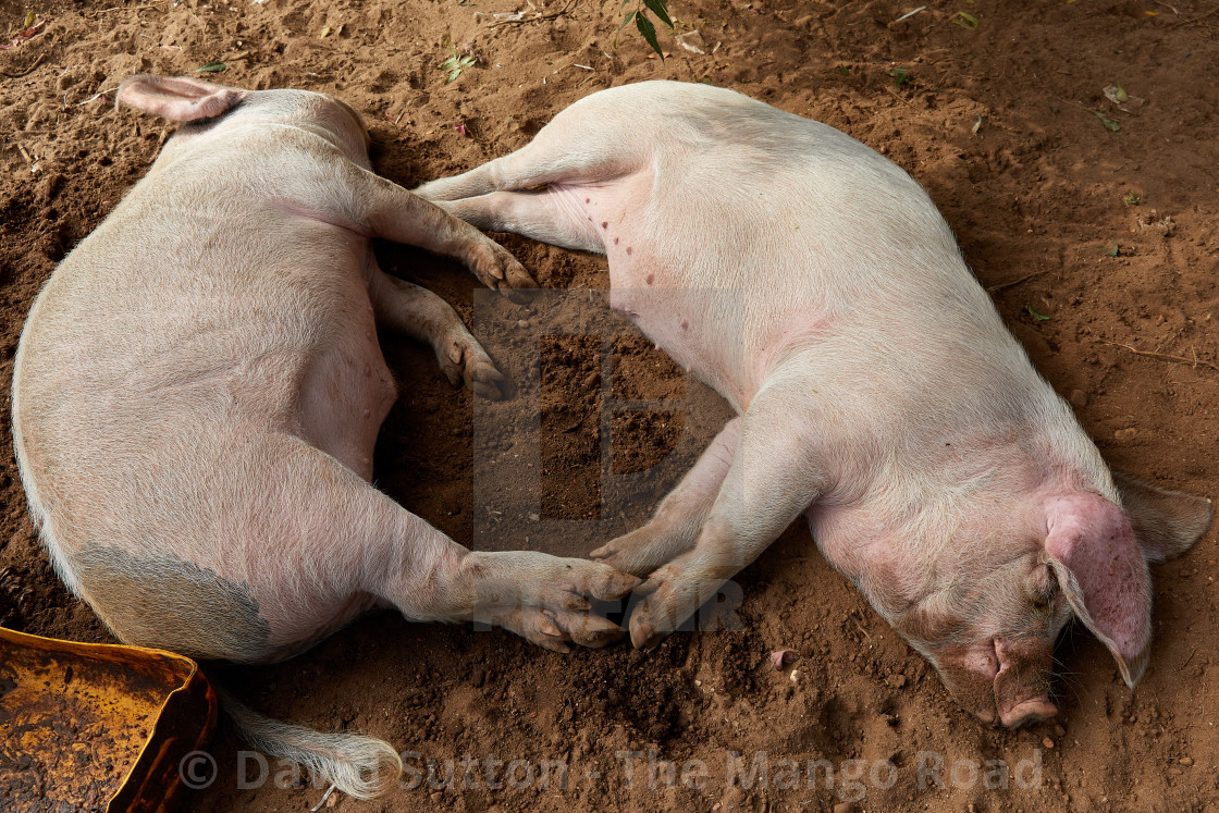 "Pigs asleep in the mud, Myanmar" stock image