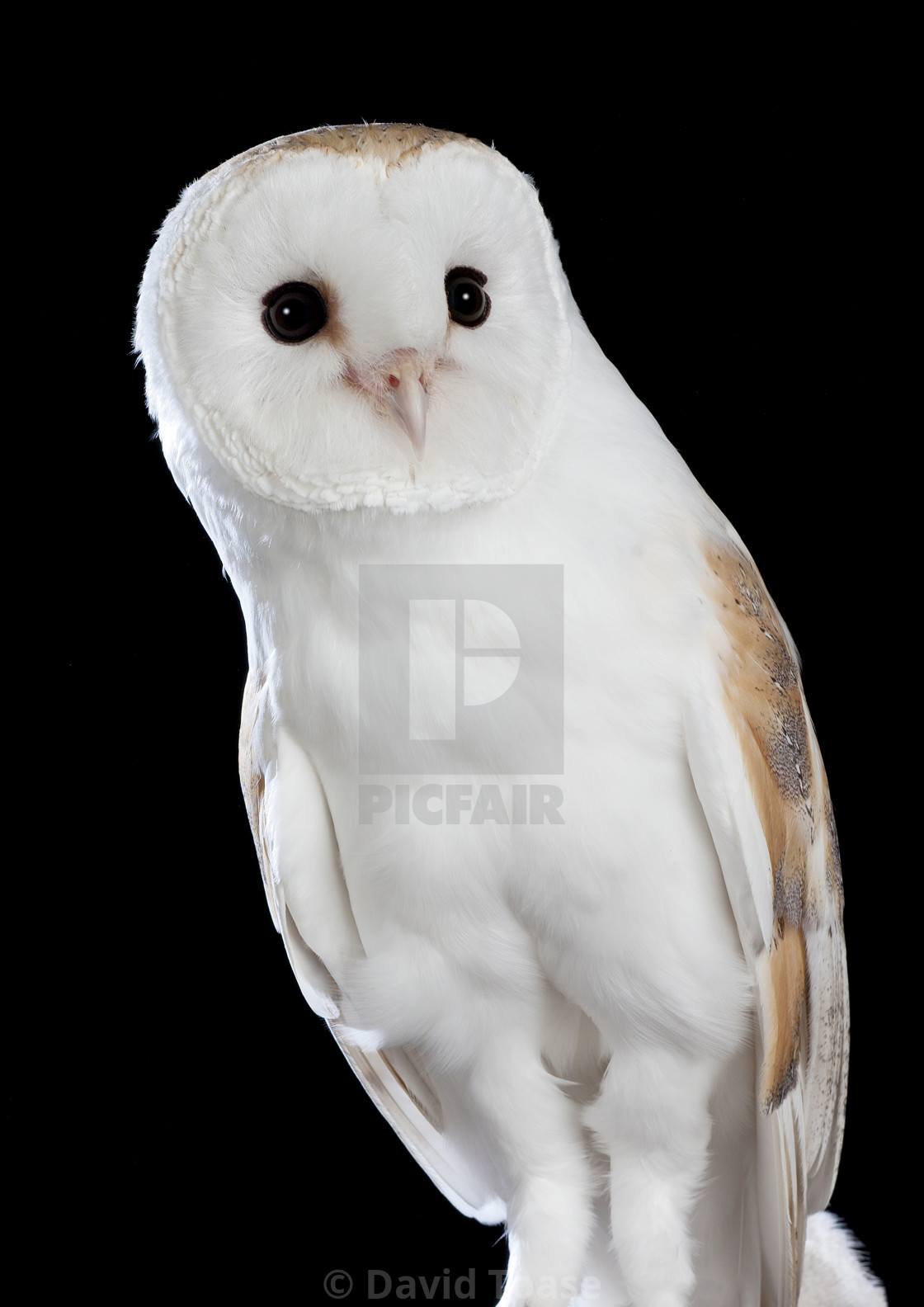 Male Barn Owl Tyto Alba License Download Or Print For 24 80 Photos Picfair
