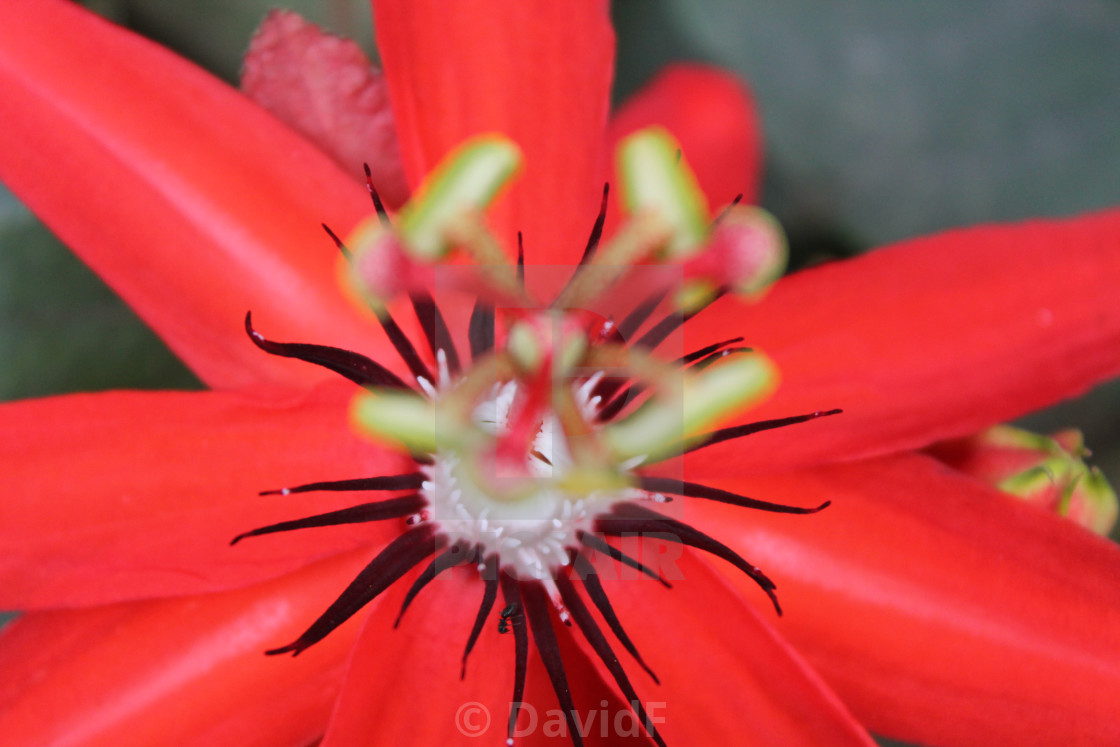 Get Wallpaper Red Passion Fruit Flower License Download Or Print For 12 40 Desktop Wallpaper Free