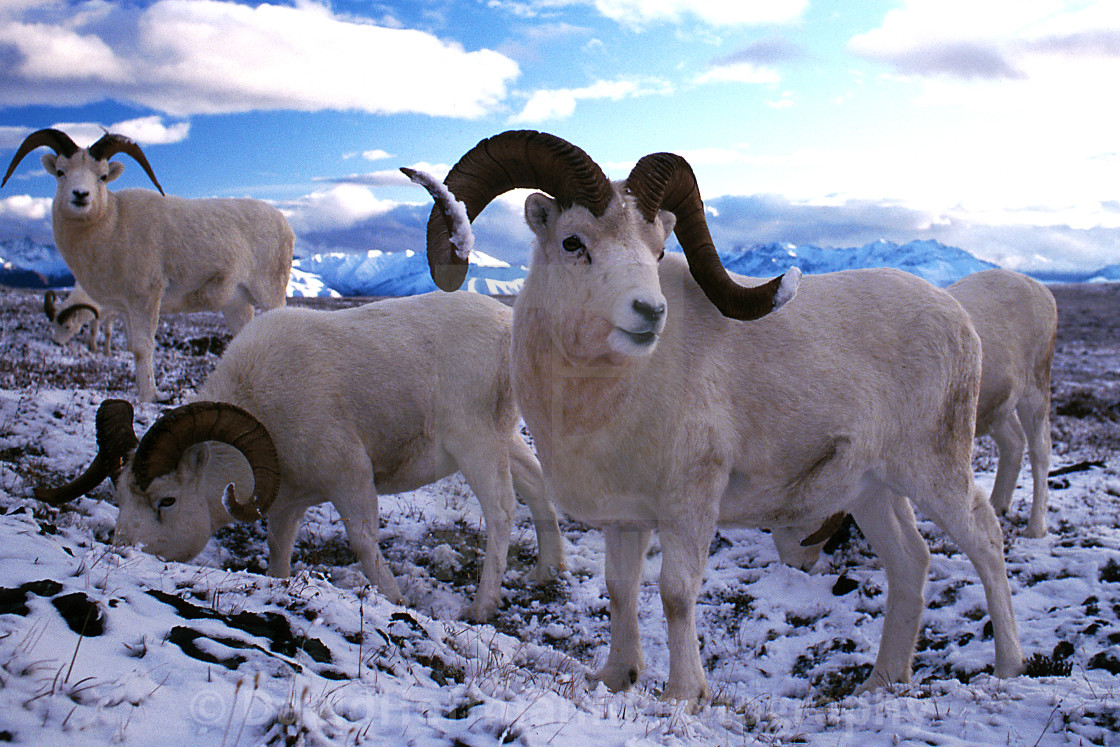 "Dall sheep rams in snow (Ovis dalli), Alaska, Denali National Pa" stock image